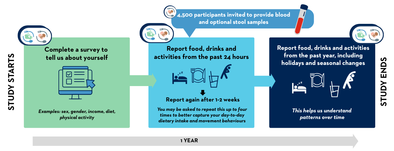 Study timeline.
Study Starts.
Complete a survey to tell us about yourself. Examples include sex, gender, income, diet, and physical activity.
Report food, drinks, and activities from the past 24 hours. Report again after 1-2 weeks. You may be asked to repeat this up to four times to better capture your day-to-day dietary intake and movement behaviours.
At this point, 4,500 participants are also invited to provide blood and optional stool samples.
Report food, drinks, and activities from the past year, including holidays and seasonal changes. This helps us understand patterns over time.
Study Ends.